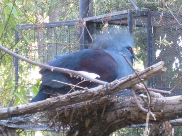 Crown Pigeon